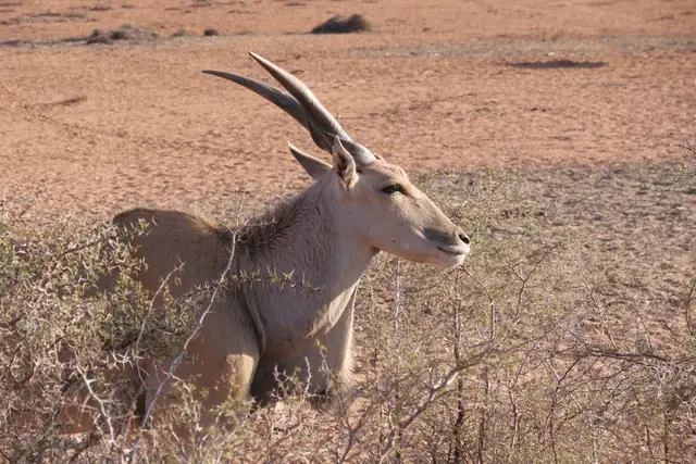 antelope — photo