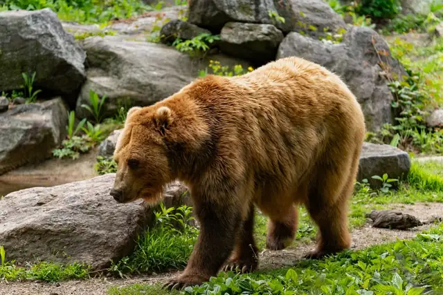 bear — photo