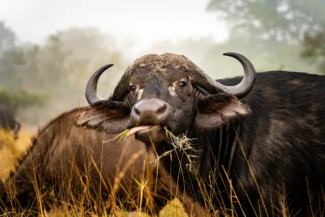 buffalo — photo