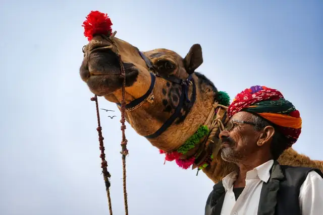 camel — photo