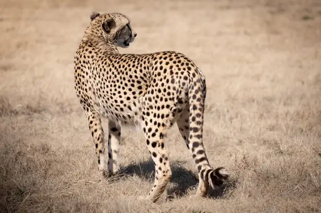 cheetah — photo