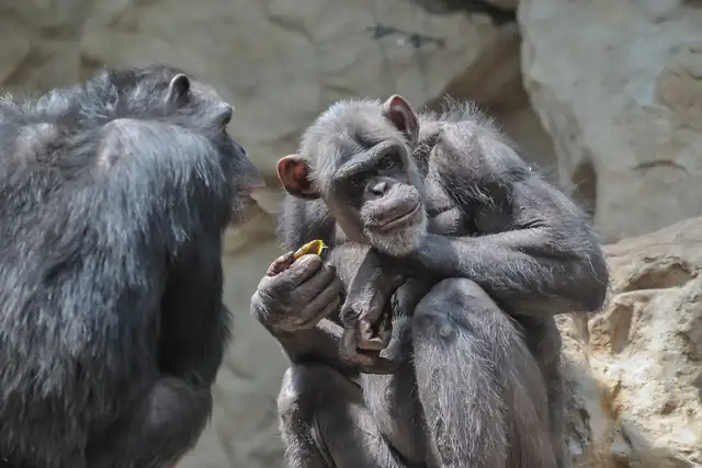 chimpanzee — photo