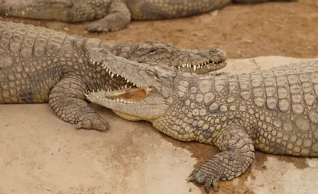 crocodile — photo