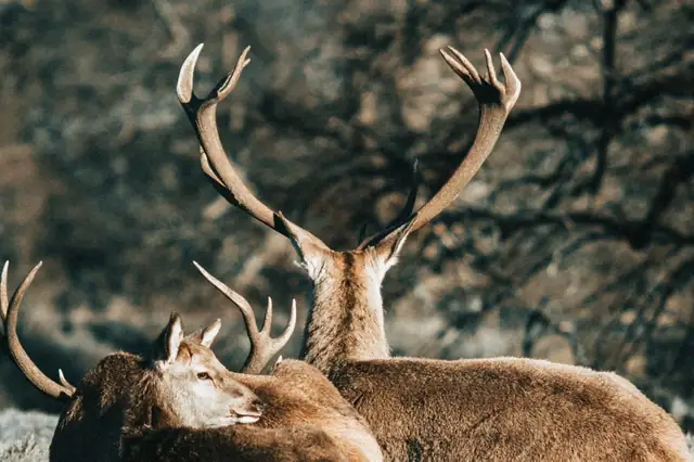 deer — photo