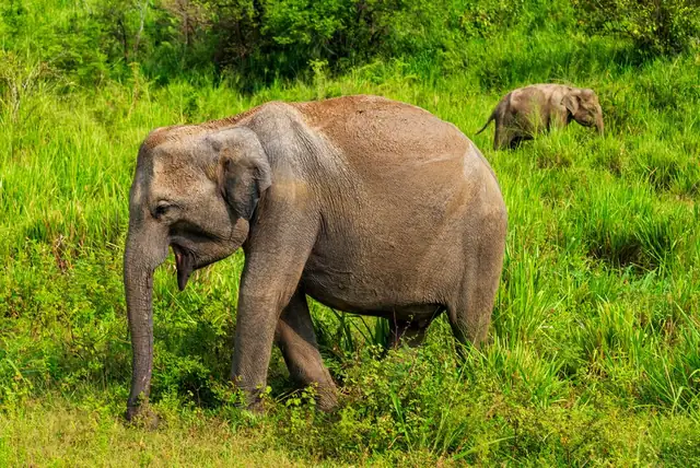 elephant — photo