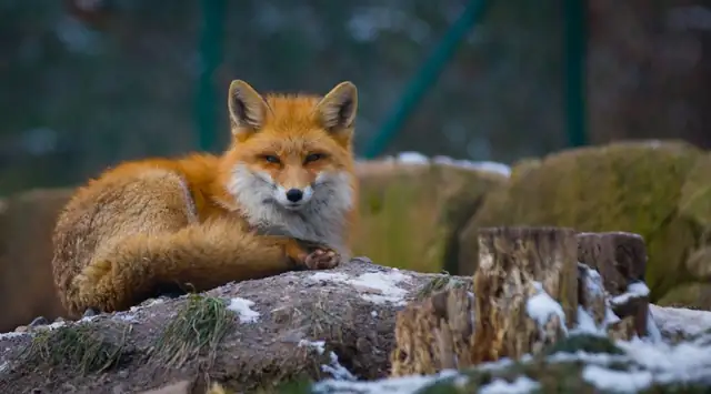 fox — photo