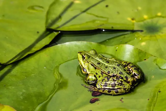 frog — photo