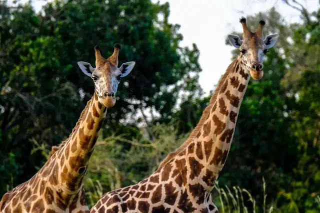 giraffe — photo