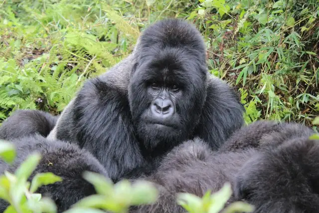 gorilla — photo