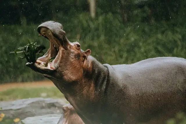 hippo — photo