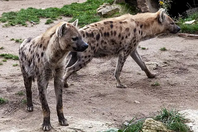 hyena — photo