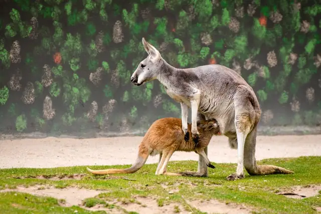 kangaroo — photo