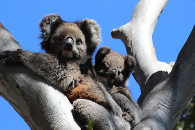 koala — photo
