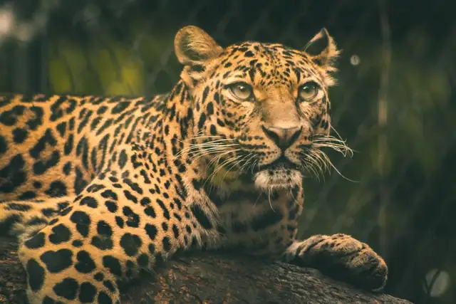 leopard — photo