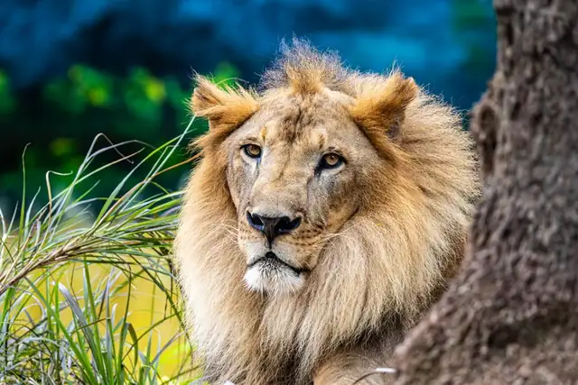 lion — photo