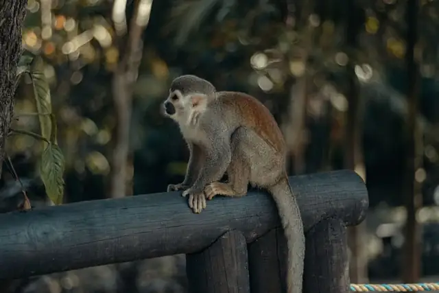 monkey — photo