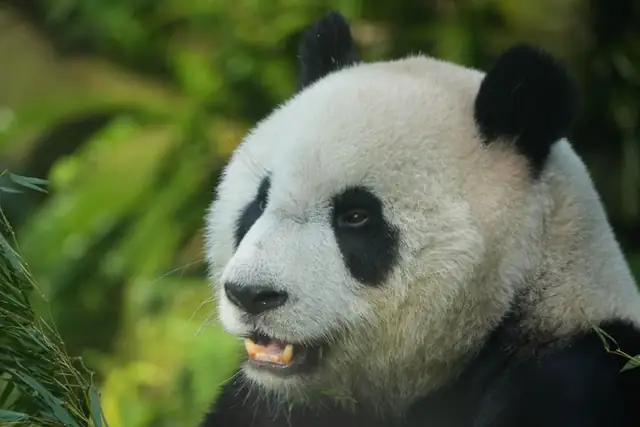 panda — photo