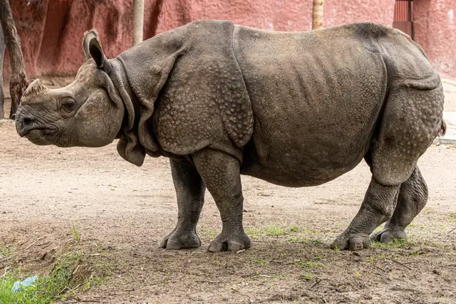 rhino — photo