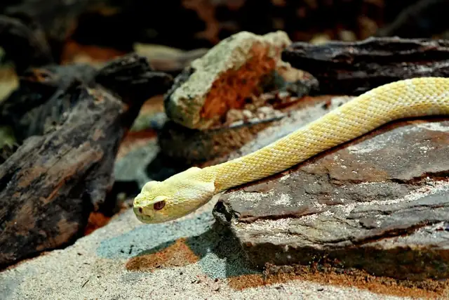 snake — photo