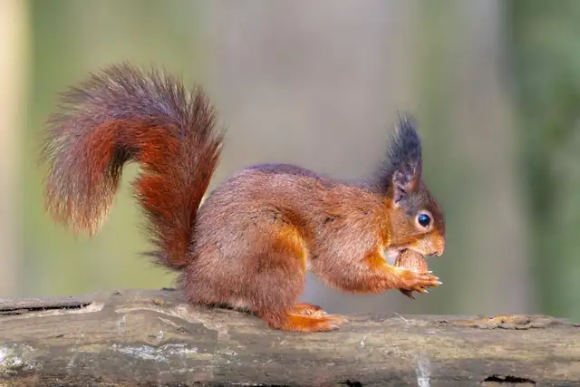 squirrel — photo