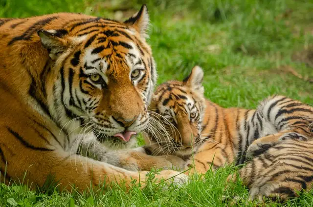 tiger — photo