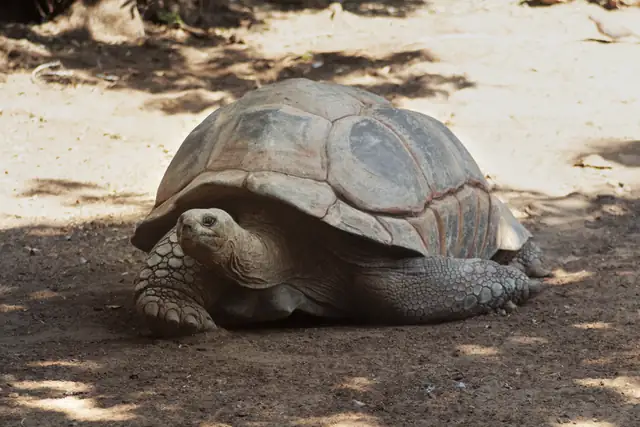 tortoise — photo
