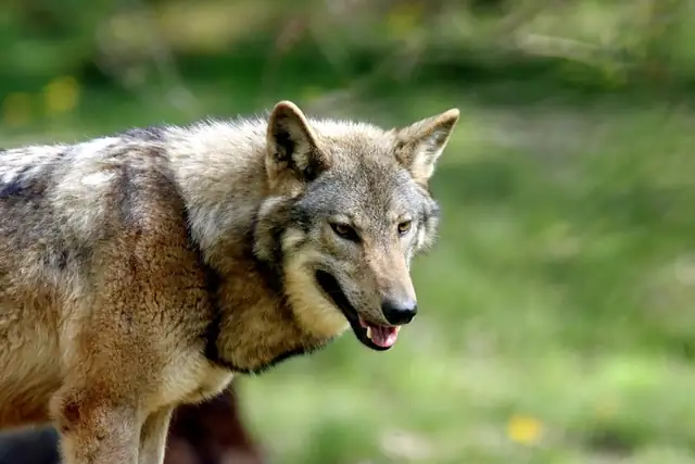 wolf — photo