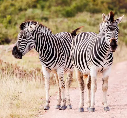 zebra — photo