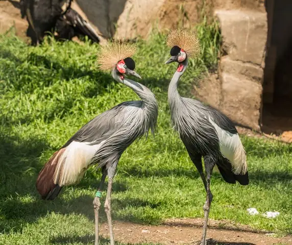 crane — photo
