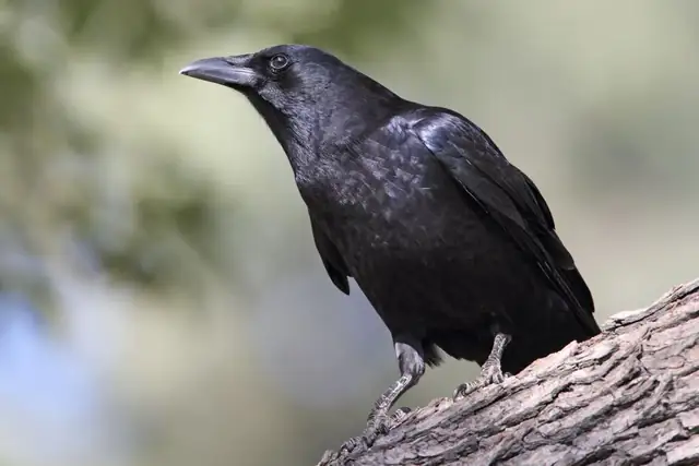 crow — photo