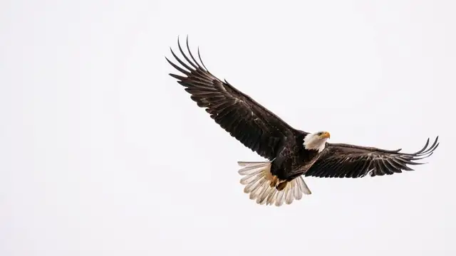 eagle — photo