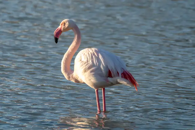 flamingo — photo
