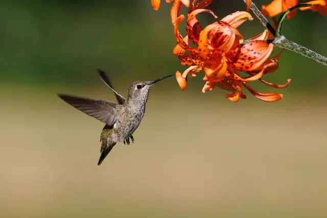 hummingbird — photo