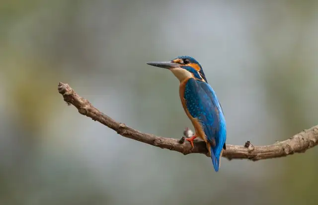 kingfisher — photo