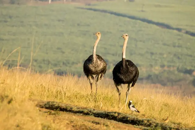 ostrich — photo