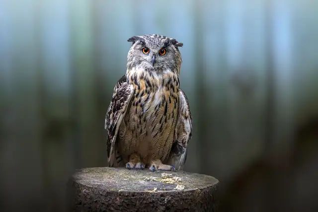 owl — photo