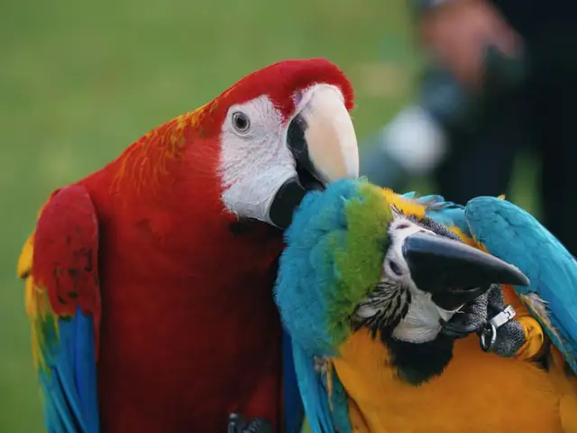 parrot — photo