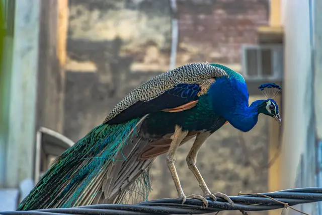 peacock — photo