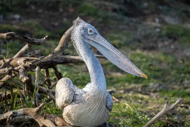 pelican — photo
