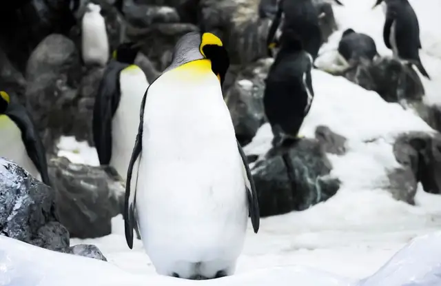 penguin — photo