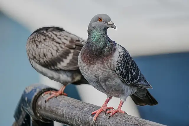 pigeon — photo