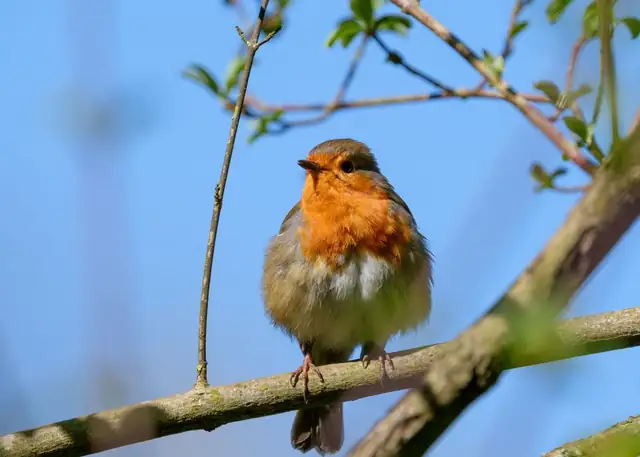 robin — photo
