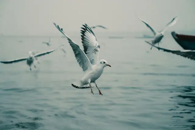 seagull — photo