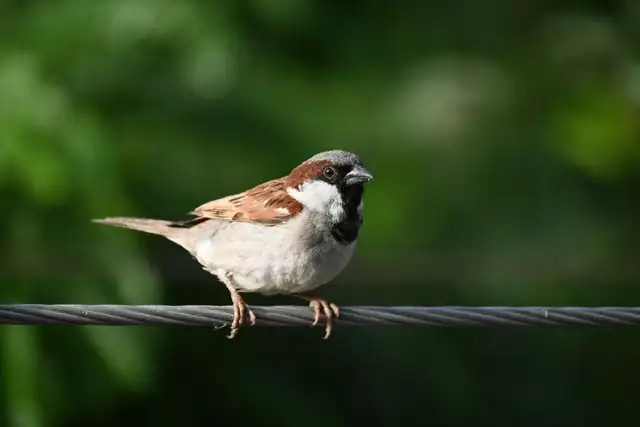 sparrow — photo
