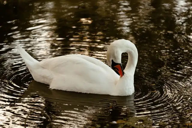 swan — photo