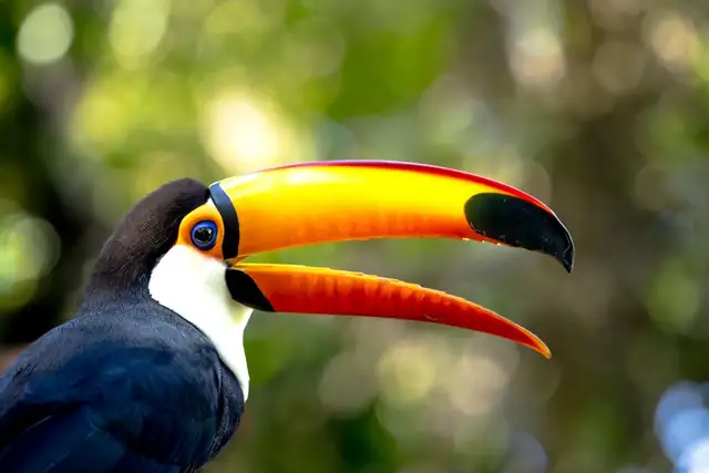 toucan — photo