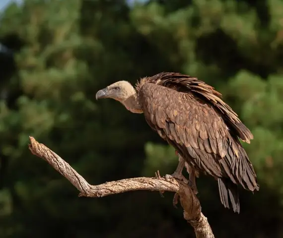 vulture — photo