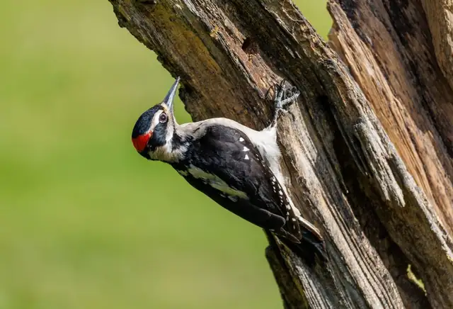 woodpecker — photo