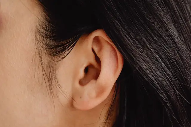 ear — photo