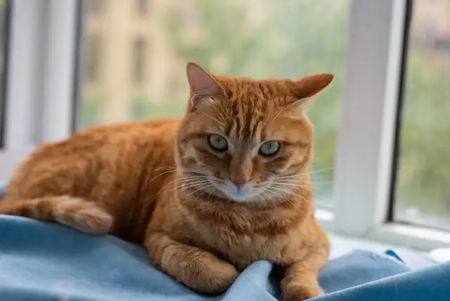 cat — photo